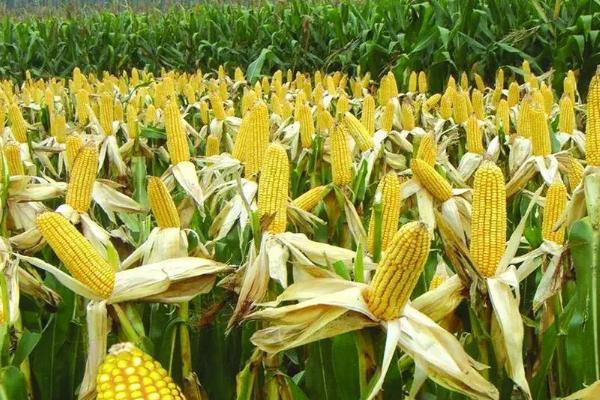 金土地198玉米种子介绍，适宜播种期3月至5月