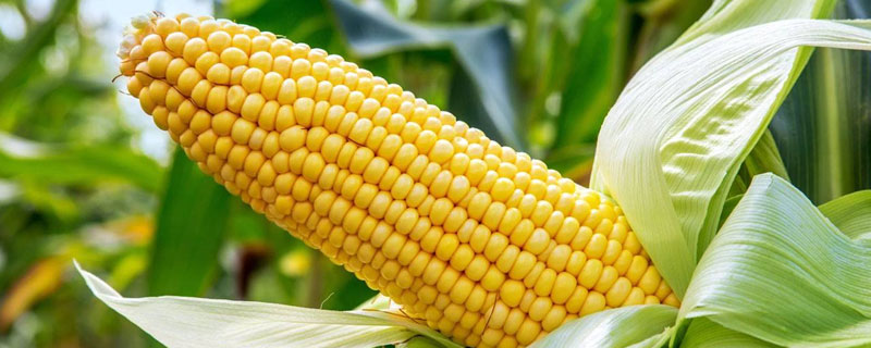 旗玉233玉米品种简介，适宜播种期3月至5月