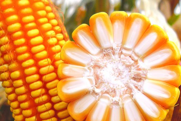 禾创806玉米种简介，密度4000株/亩左右