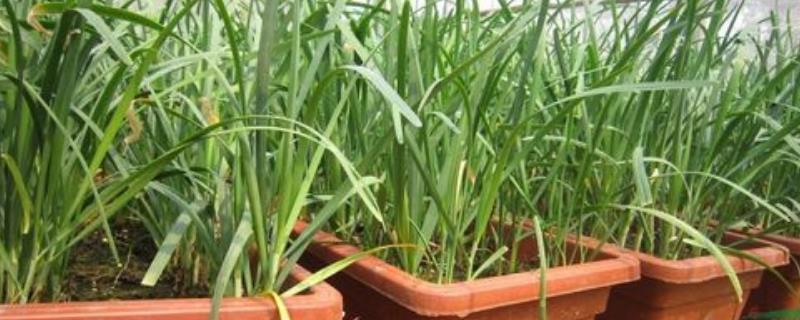 韭菜盆栽的种植方法，播种前用温水浸泡种子