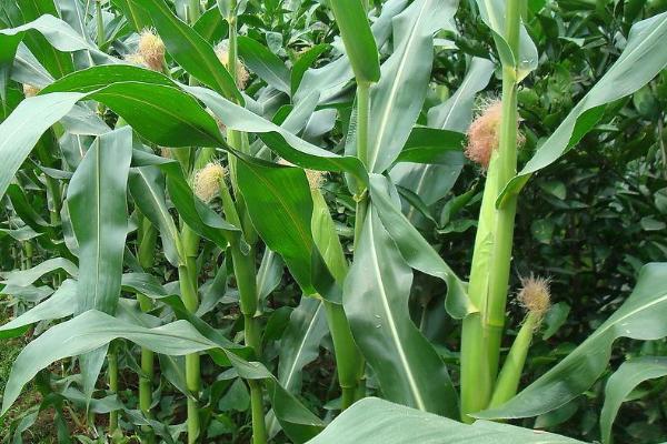 润禾121玉米品种的特性，适宜播种期4月下旬至5月上旬