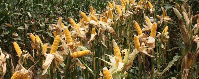 航研1126玉米种子特征特性，适宜播种期4月下旬—5月上旬