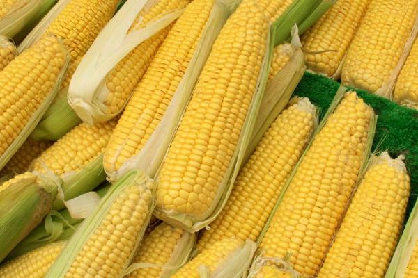 航研1126玉米种子特征特性，适宜播种期4月下旬—5月上旬