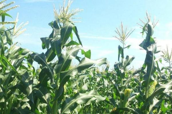 金天山811玉米种子特点，适宜播种期4月中旬到5月上旬