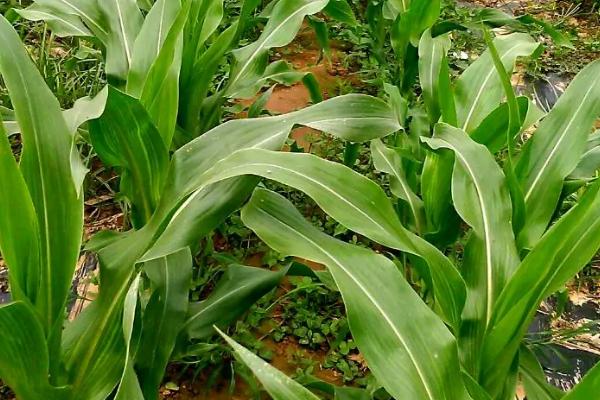 泽邦15玉米品种的特性，适宜播种期4月中下旬至5月初