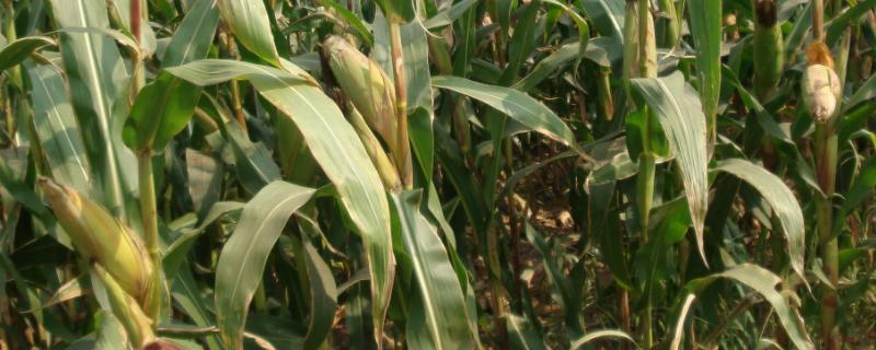 中农大2116玉米品种简介，密度5000株/亩左右