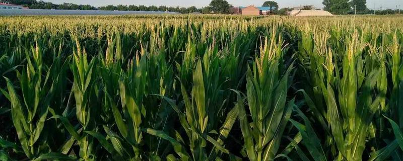 农易055A玉米种子简介，密度4000—4500株/亩