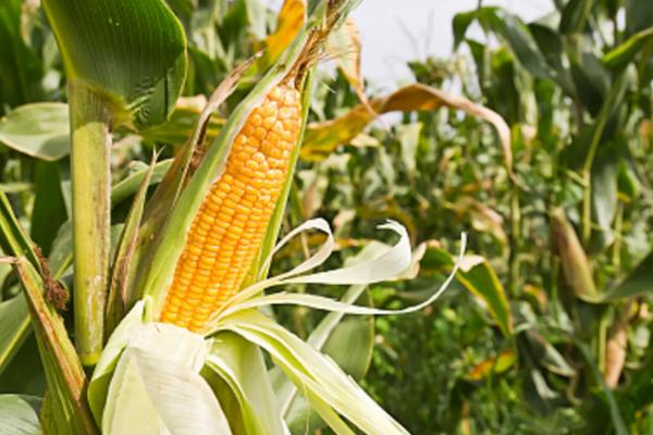 中农大2116玉米品种简介，密度5000株/亩左右