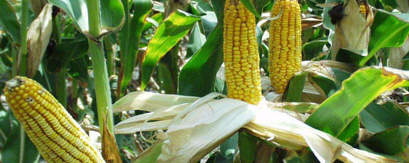 G2011玉米品种的特性，中抗丝黑穗病