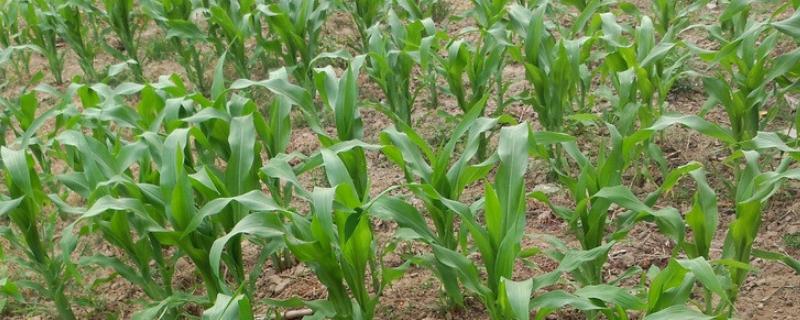 长城317玉米品种简介，适宜播种期4月下旬至5月上旬