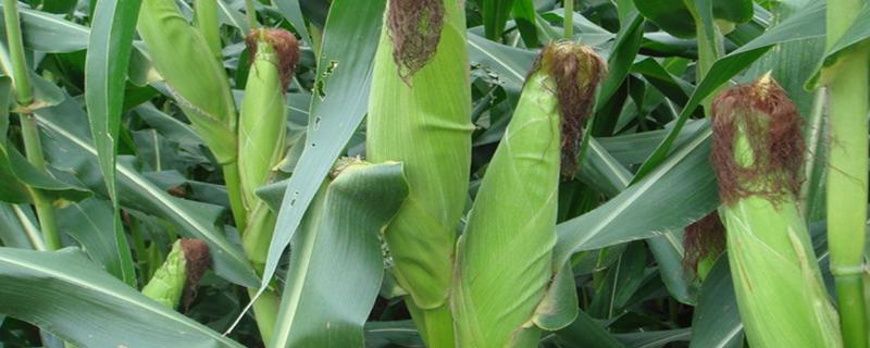 禾田2121玉米品种简介，适宜播种期4月中旬至5月上旬