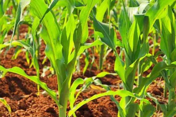 益农2020玉米种子特点，密度4500株/亩左右