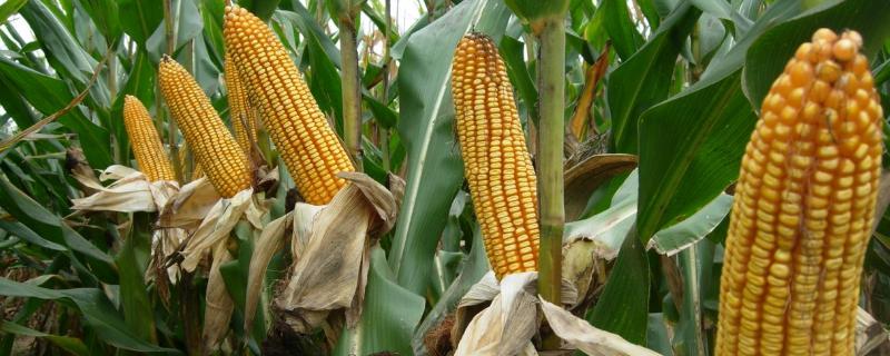 中和922玉米品种的特性，密度4000—4500株/亩