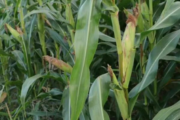 BX21501玉米种子特点，密度4500株/亩左右