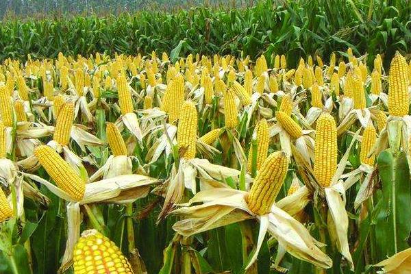 金西南988玉米种子介绍，适宜播种期2月到5月