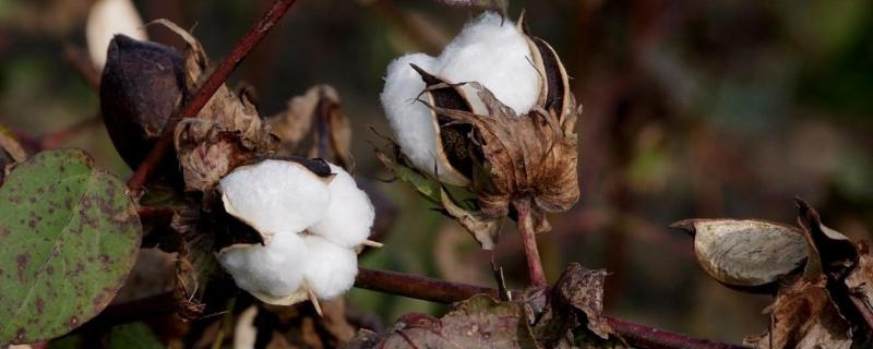 丰德棉12棉花种子介绍，依据土壤肥力进行合理施肥