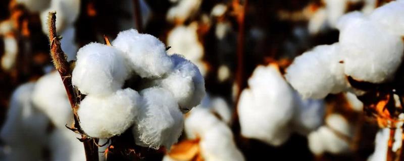 禾春洲10号棉花种简介，非转基因早中熟常规棉花品种
