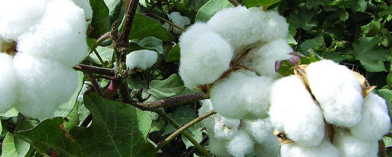 航棉707棉花种子特征特性，有效防治病虫草害