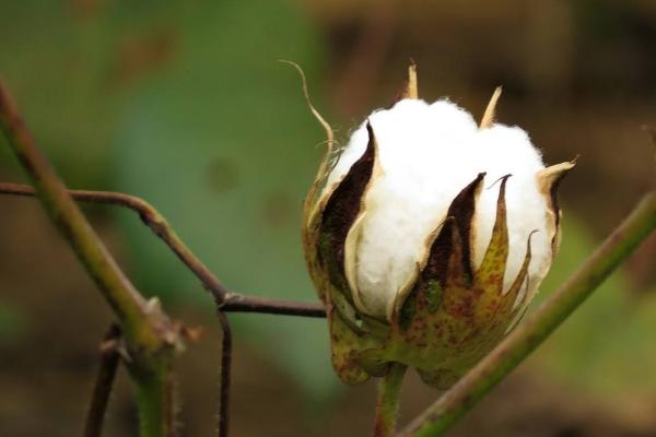 鲁杂1168棉花种子特点，草害防治