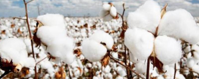 邯杂棉9号棉花品种的特性，一般蕾期每亩0.5克