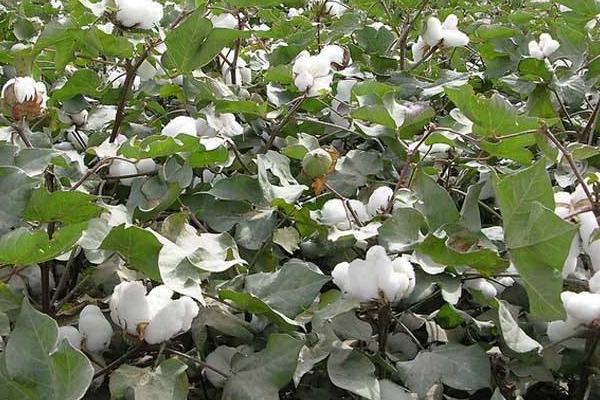 湘X0935棉花种子简介，露地直播以5月上中旬播种为宜