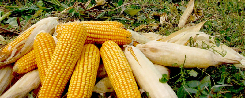 华龙17玉米种子特点，适宜播种期5月初