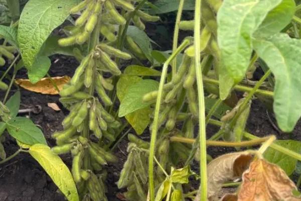 圣豆23大豆品种的特性，中抗花叶病毒病7号株系