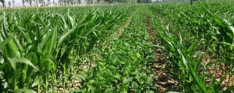 南农60大豆种子介绍，中等肥力地块3万—5万株/亩