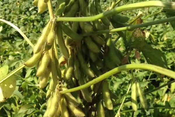 蒙豆375大豆品种的特性，中等肥力地块0万株/亩