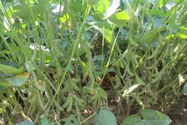 菏育10号大豆种子简介，6月上旬至6月中旬播种