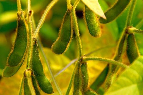 菏育10号大豆种子简介，6月上旬至6月中旬播种