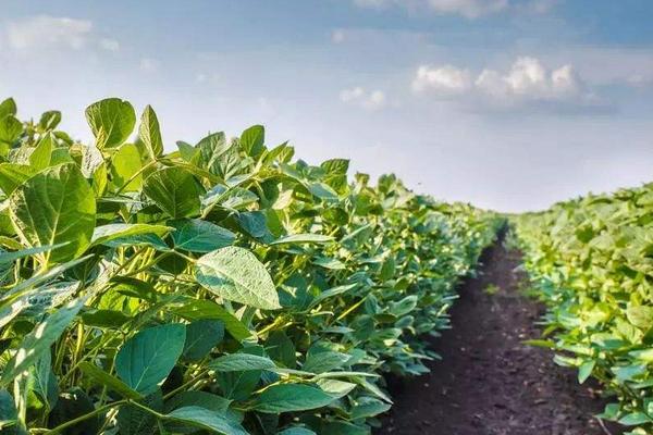 蒙豆375大豆品种的特性，中等肥力地块0万株/亩