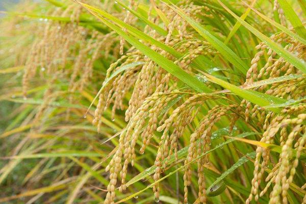 九优皖占水稻种子简介，一般6月下旬—7月上旬播种