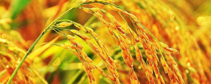 九优皖占水稻种子简介，一般6月下旬—7月上旬播种