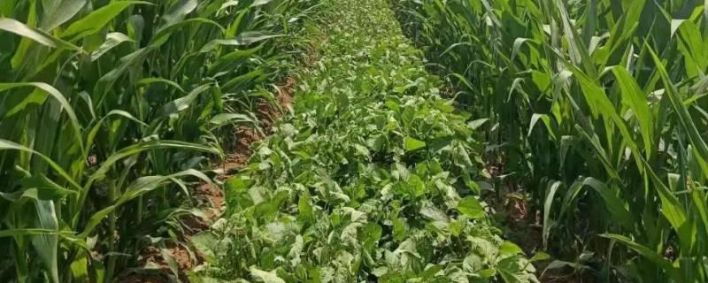 星农25号大豆品种的特性，中等肥力地块7万株/亩