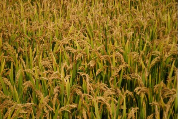 邦两优桂香18水稻品种简介，每亩有效穗数17.6万穗