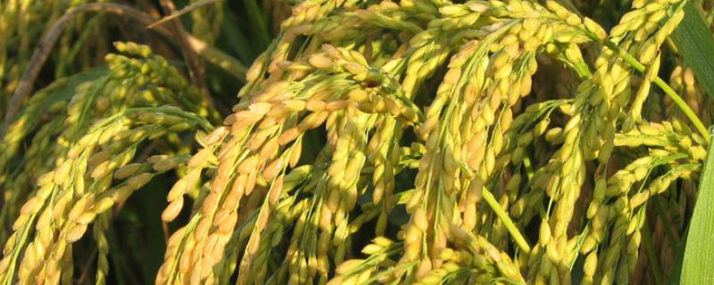 浙优22水稻种子特征特性，粳型三系杂交水稻品种