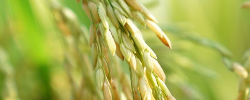 邦两优桂香18水稻品种简介，每亩有效穗数17.6万穗