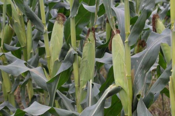 大易3958玉米种子介绍，适宜播种期4月下旬至5月上旬