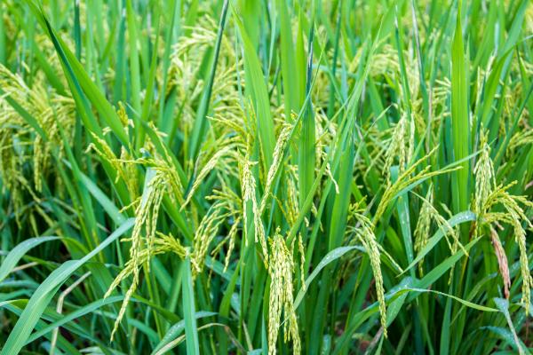 爽两优华占水稻品种简介，该品种基部叶鞘绿色