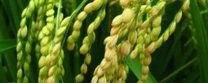之两优中丝占7号水稻品种简介，一般6月中旬—6月下旬播种
