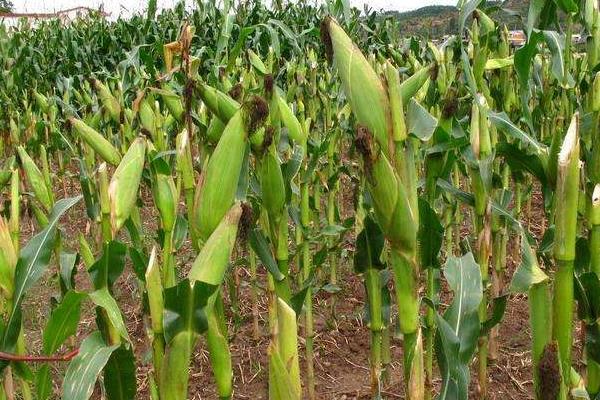 凯玉368玉米种子特征特性，密度5500—6000株/亩