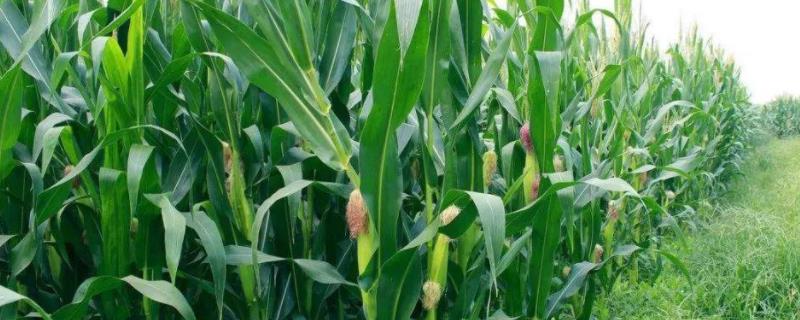 凯玉368玉米种子特征特性，密度5500—6000株/亩