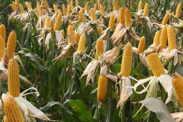 承禾196玉米种子简介，密度5500—6000株/亩