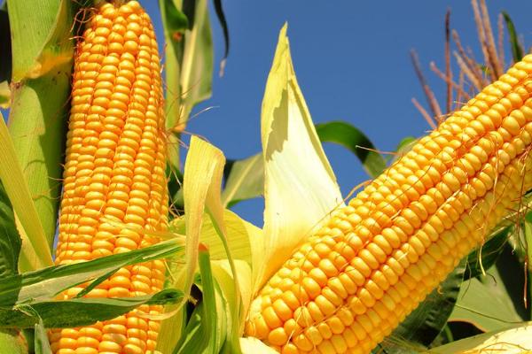 泽邦6玉米品种的特性，密度4500株/亩左右