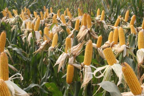 泽邦6玉米品种的特性，密度4500株/亩左右