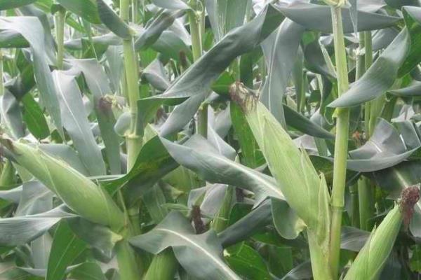 硕秋709玉米种子简介，密度4500—5000株/亩