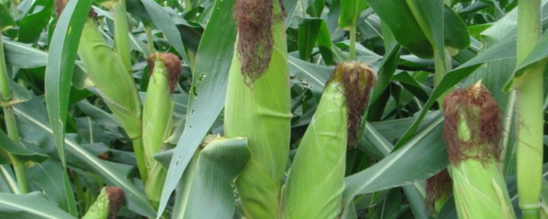 榜玉201玉米品种简介，适宜播种期6月上中旬