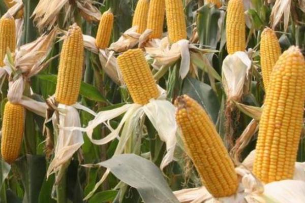 棒博士767玉米品种的特性，适宜播种期5月下旬至6月中旬