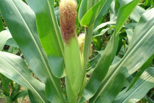 棒博士767玉米品种的特性，适宜播种期5月下旬至6月中旬
